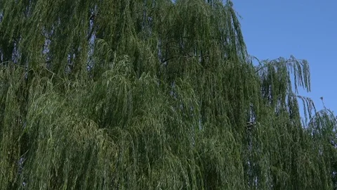 Huge willow tree in summer Stock Footage