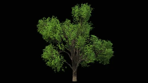 Huge winter bare elm tree isolated on black Stock Footage 159754136