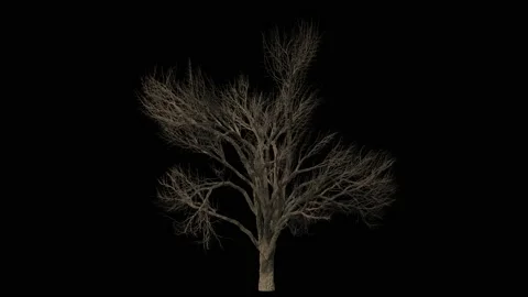 Huge winter bare elm tree isolated on black with alpha Stock Footage 159821172
