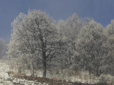 Huge Winter Trees Covered In Snow Vídeos de archivo 73549718