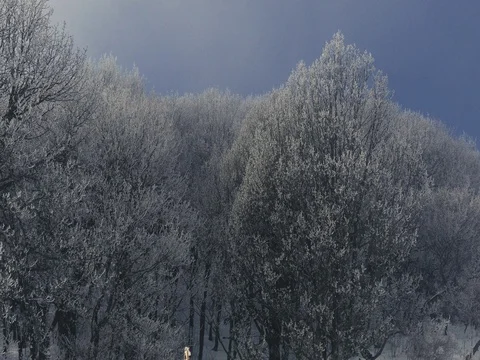 Huge Winter Trees Covered with Snow Stock Footage 73549733