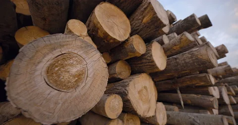 A huge woodpile of tree trunks in a warehouse of a woodworking factory  Stock Footage 147634399