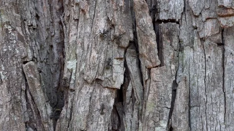 Huge Worker Ants in a Tree Trunk 스톡 동영상 103280778
