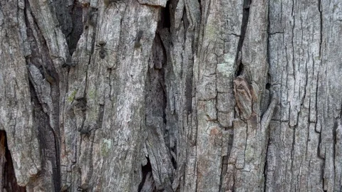 Huge Worker Ants in a Tree Trunk 스톡 동영상 103280779