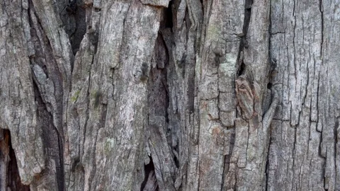 Huge Worker Ants in a Tree Trunk 스톡 동영상 103280780