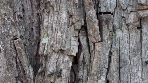 Huge Worker Ants in a Tree Trunk 스톡 동영상 103280783