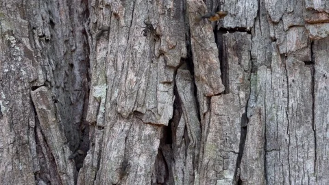 Huge Worker Ants in a Tree Trunk 스톡 동영상 103280787