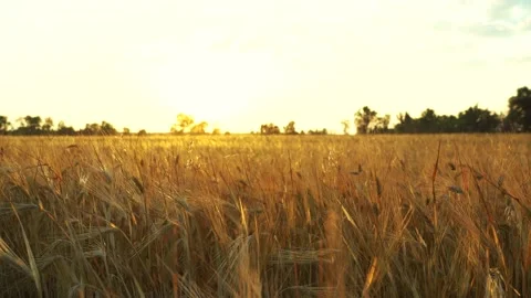 Huge yellow wheat field in the setting sun in summer. Stock Footage 157697691