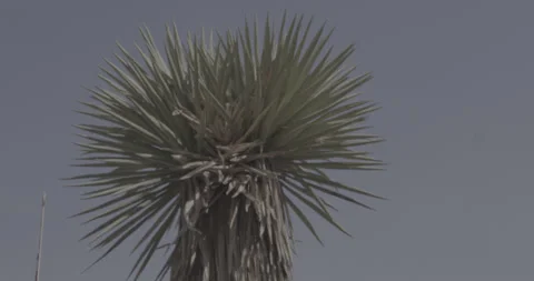 A Huge Yucca Tree Stock Footage 246519831
