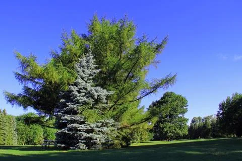 Hugging Trees Stock Photos