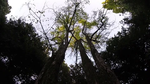 Hugging trees time lapse low angle view dreamy landscape Stock Footage 117363190