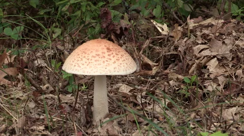 Hugh Mushroom in wild Stock Footage 54437803