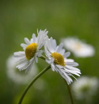 Huging Daisies Stock Photos