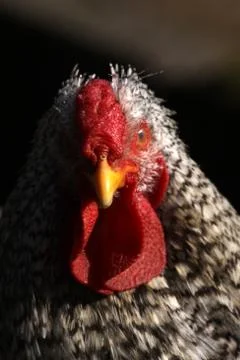 Huhn Stock Photos