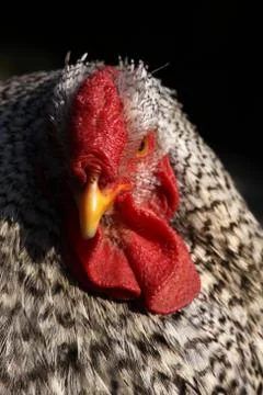 Huhn Foto stock