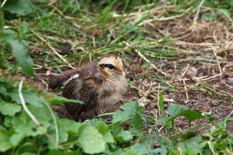 Hühnerküken Stock Photos