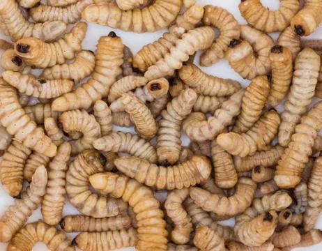 Huhu grubs Stock Photos