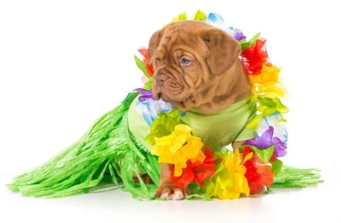 Hula dog Foto stock