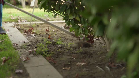 Hula Hoe Weeding Dirt Under Bushes Stock Footage 317400345