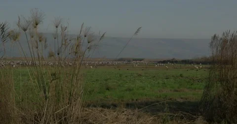 Hula valley cranes pan 4K 24P Stock Footage 49754811
