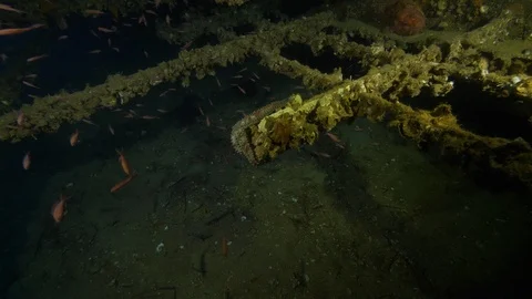 Hull frame full of Anthias and door of the shipwreck Nasim, Giannutri, Italy Stock Footage 108049117
