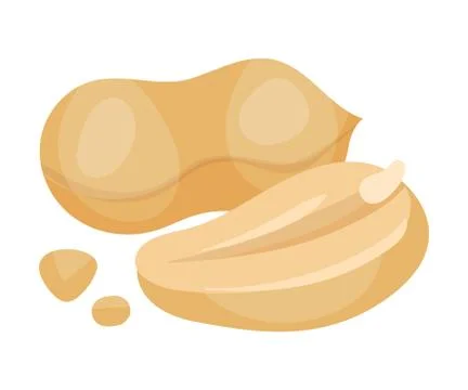 Hulled Peanut Kernel Isolated on White Background Vector Illustration Stock Illustration