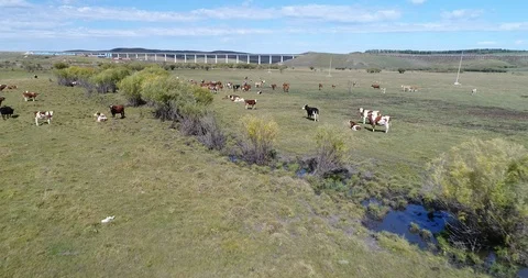 Hulunbuir Grassland Stock Footage 96074231