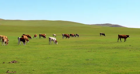 Hulunbuir grassland Stock Footage 218238765