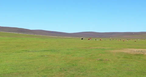 Hulunbuir grassland Video stock 218238997