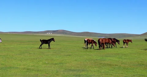 Hulunbuir grassland Video stock 218240553
