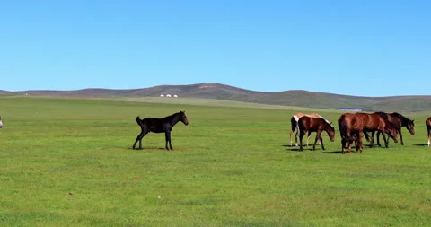 Hulunbuir grassland Stock Footage 218240736