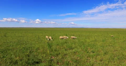 Hulunbuir grassland Stock Footage 218288669