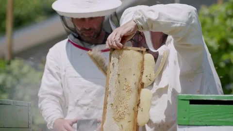 Hum of bees beekeepers special attire tend hives carefully harvesting honey from Stock Footage 274849763