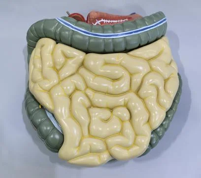 Human abdominal cavity model Stock Photos