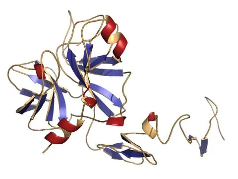 Human activated protein c (apc, drotrecogin alfa, without gla-domain). has an Stock Illustration