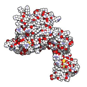 Human activated protein c (apc, drotrecogin alfa, without gla-domain). has an Stock Illustration
