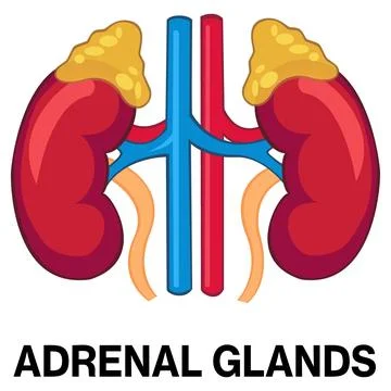 Human adrenal glands vector icon Illustration