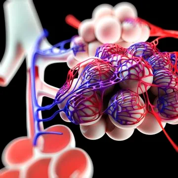 Human alveoli, artwork Stock Illustration