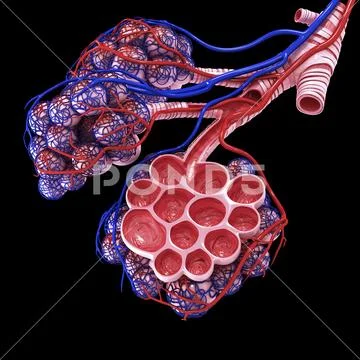 Human alveoli, artwork: Graphic #75504037