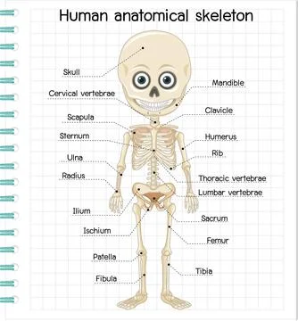 Human anatomical skeleton with label Stock Illustration