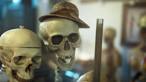 Human anatomical skulls stand in the room. Skeleton with a hat on his head. Stock Footage 330194347
