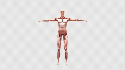 Human anatomy 360 degree loop. Stock Footage 231841723