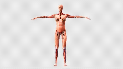 Human anatomy 360 degree loop. Stock Footage 232471768