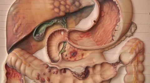 Human anatomy, abdomen , pan Stock Footage