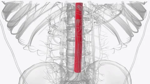 Human anatomy, the abdominal aorta is the largest artery in the abdominal cav Stock Illustration
