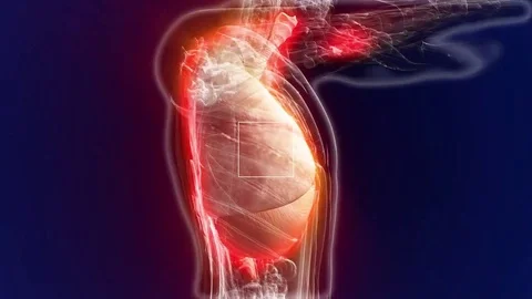 Human anatomy. The anatomical model of a human lungs is rotated around its axis Stock Footage 72541856