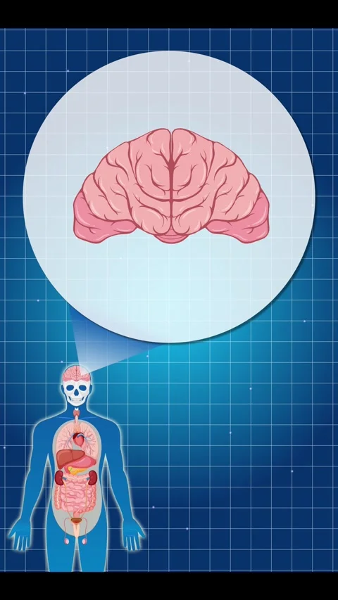 Human Anatomy and Brain Function Visualization 스톡 동영상 305810566