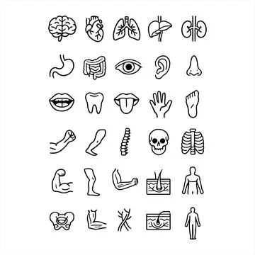 Human Anatomy and Internal Organs Line Icon Set Stock Illustration