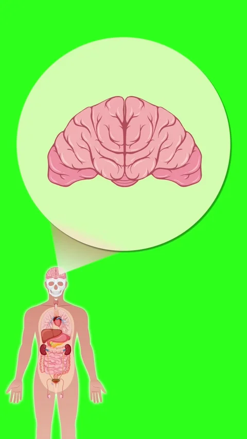 Human Anatomy Animation Highlighting Brain Structure with Zoom Stock Footage 314488802