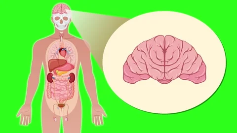 Human Anatomy Animation Highlighting Brain Cross-Section on Green Background Stock Footage 315547622
